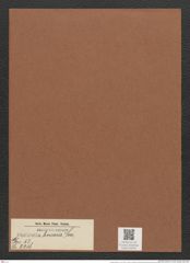 Surirella linearis Sm. (de-Toni-Nr.: Genus 53, Species 2218) Zeichnungen Sammlung Grunow Mappe 02445 (Herbarium_W_Grunow_drawings_Folder_02445)
